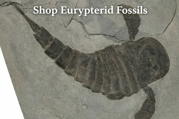 Shop Eurypterid Fossils
